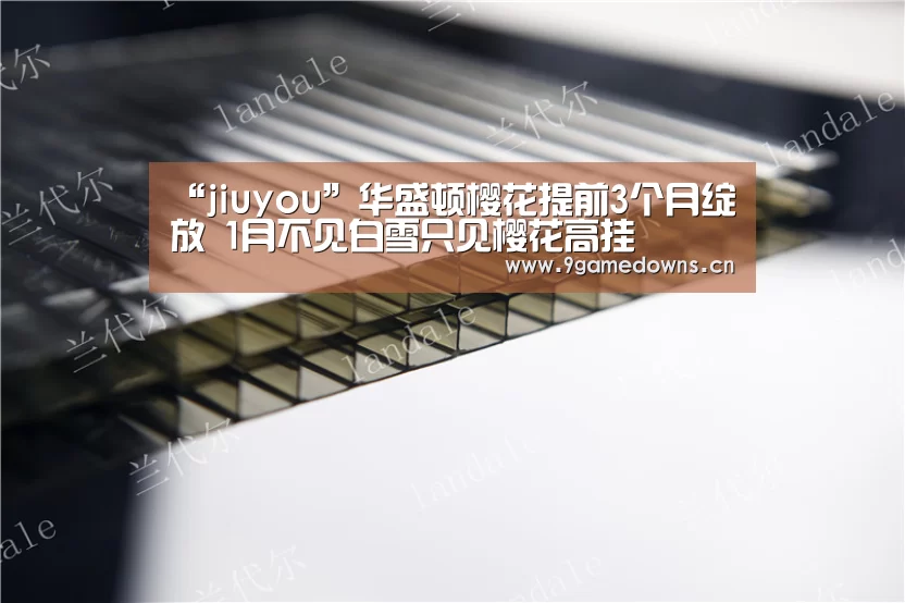“jiuyou”华盛顿樱花提前3个月绽放 1月不见白雪只见樱花高挂(图2)